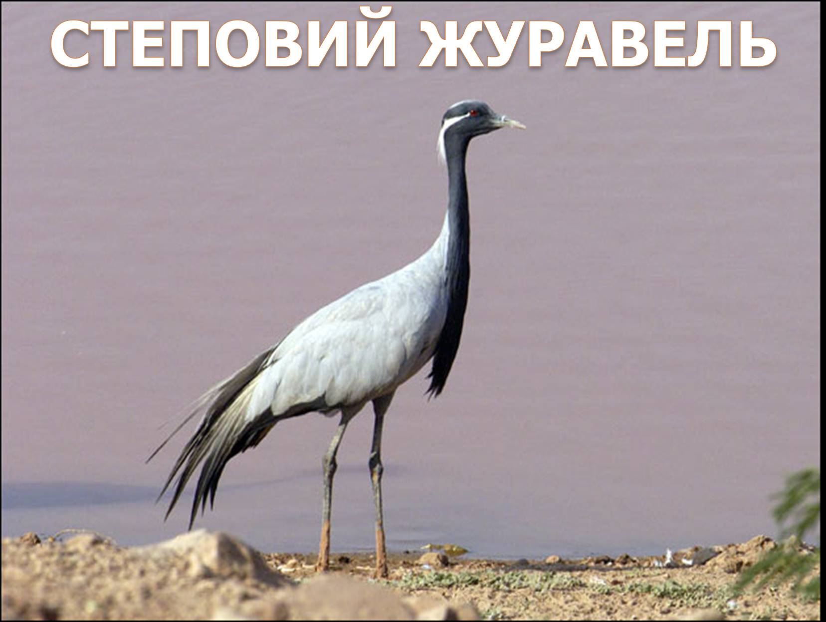 Презентація на тему «Перелітні птахи України» - Слайд #17