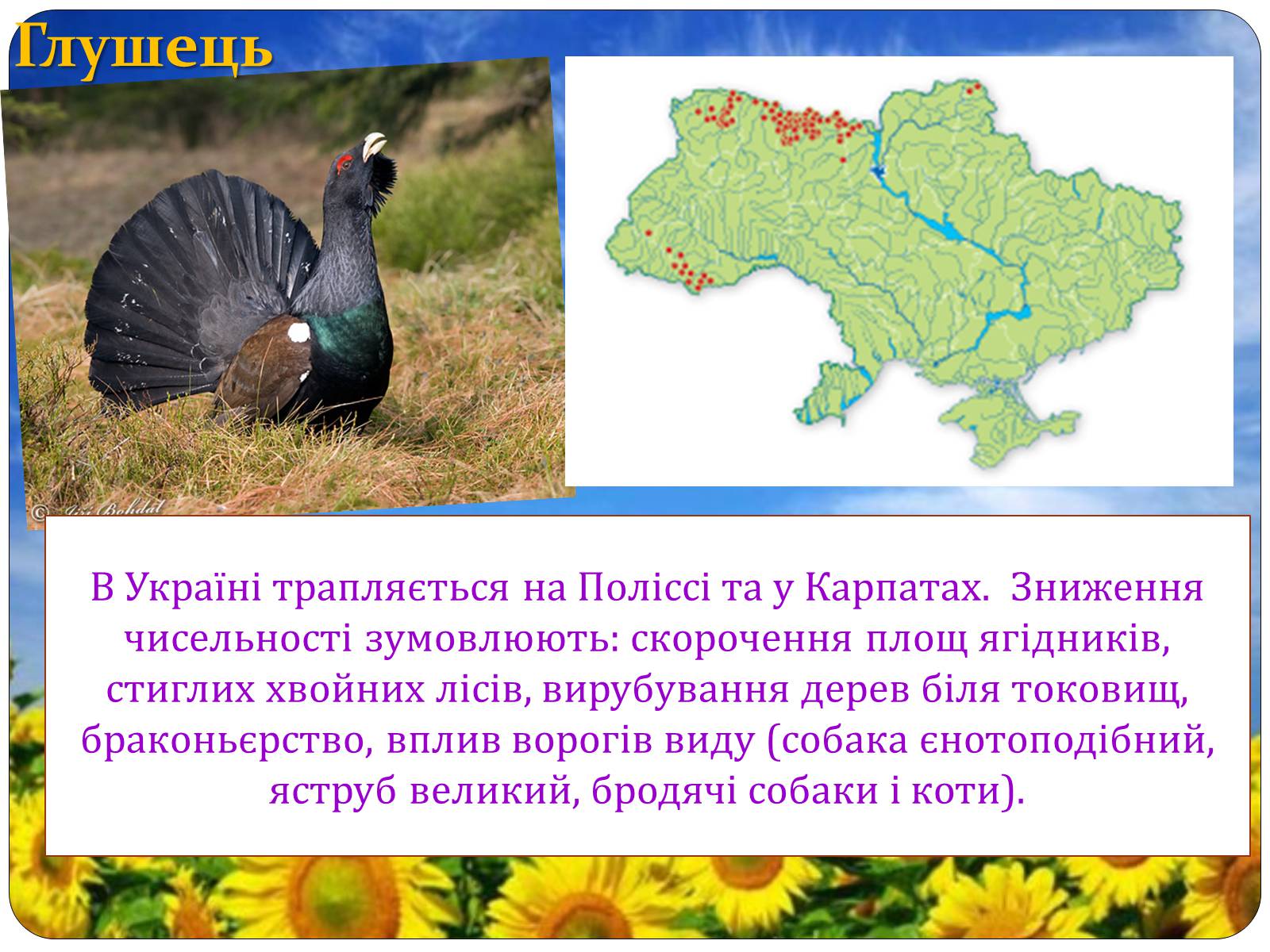 Презентація на тему «Птахи занесені до Червоної книги України» - Слайд #20