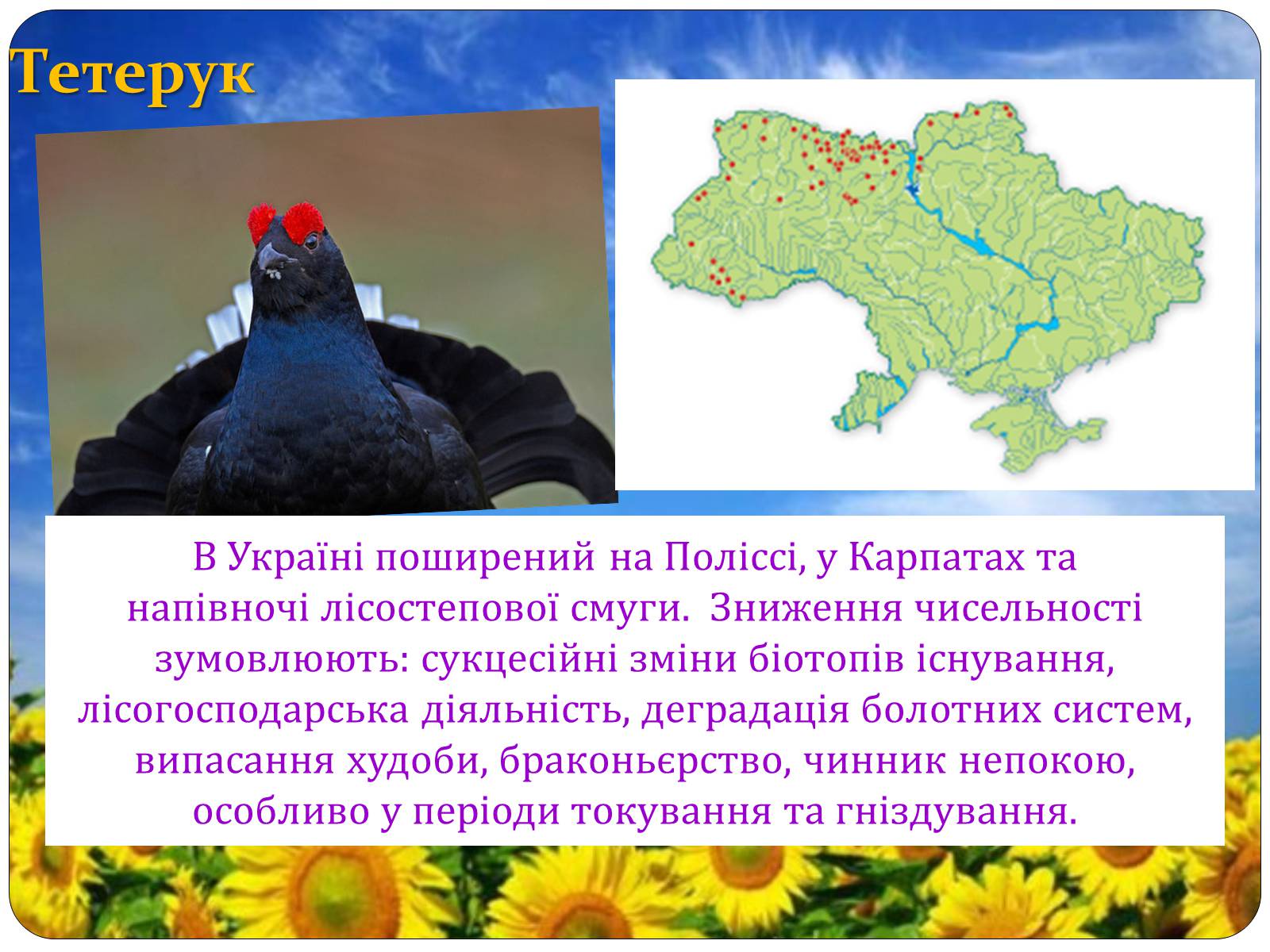 Презентація на тему «Птахи занесені до Червоної книги України» - Слайд #22
