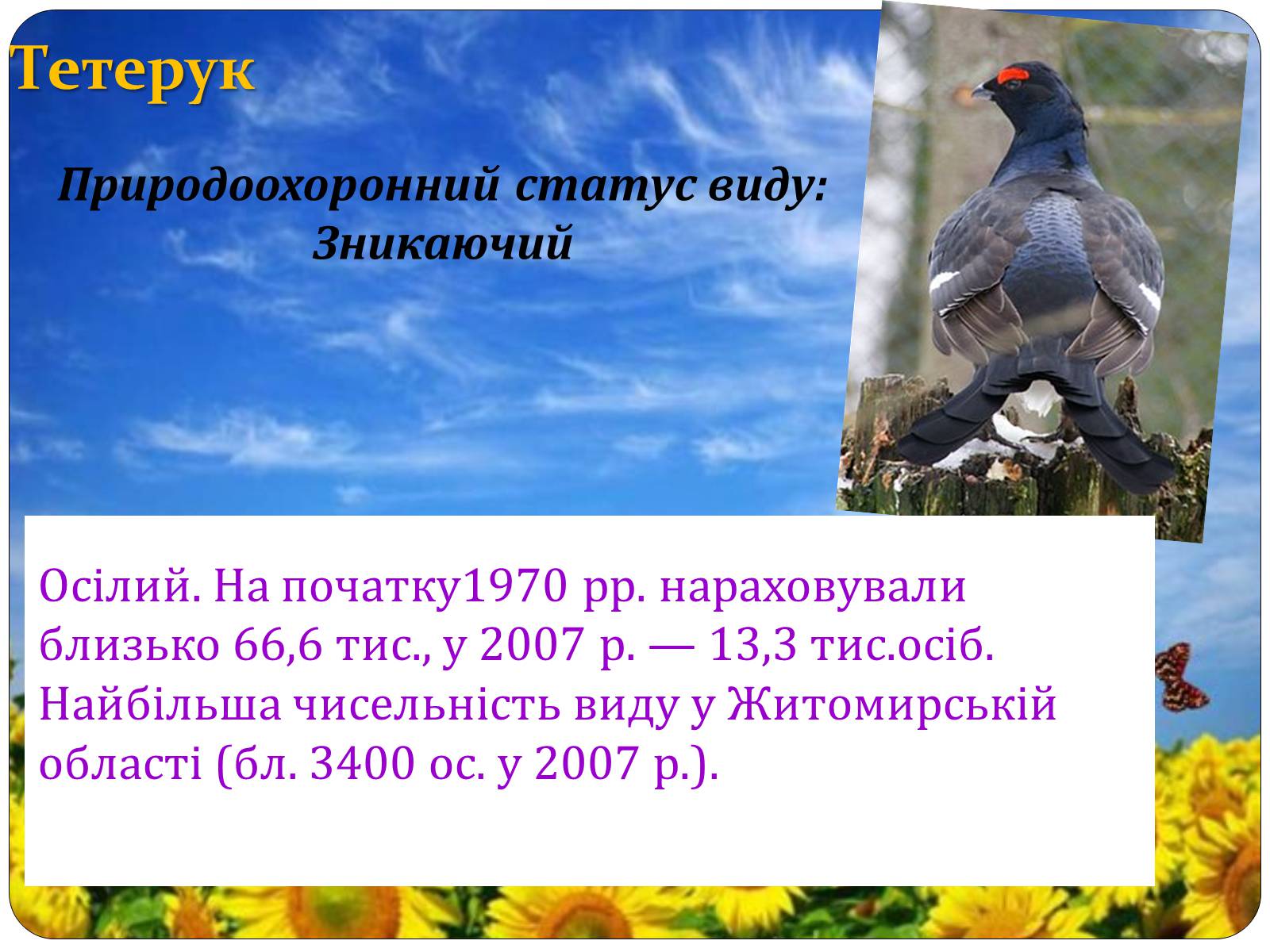 Презентація на тему «Птахи занесені до Червоної книги України» - Слайд #23