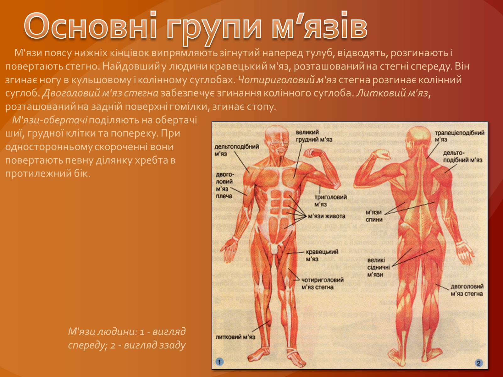 Презентація на тему «М’язова система людини» - Слайд #5