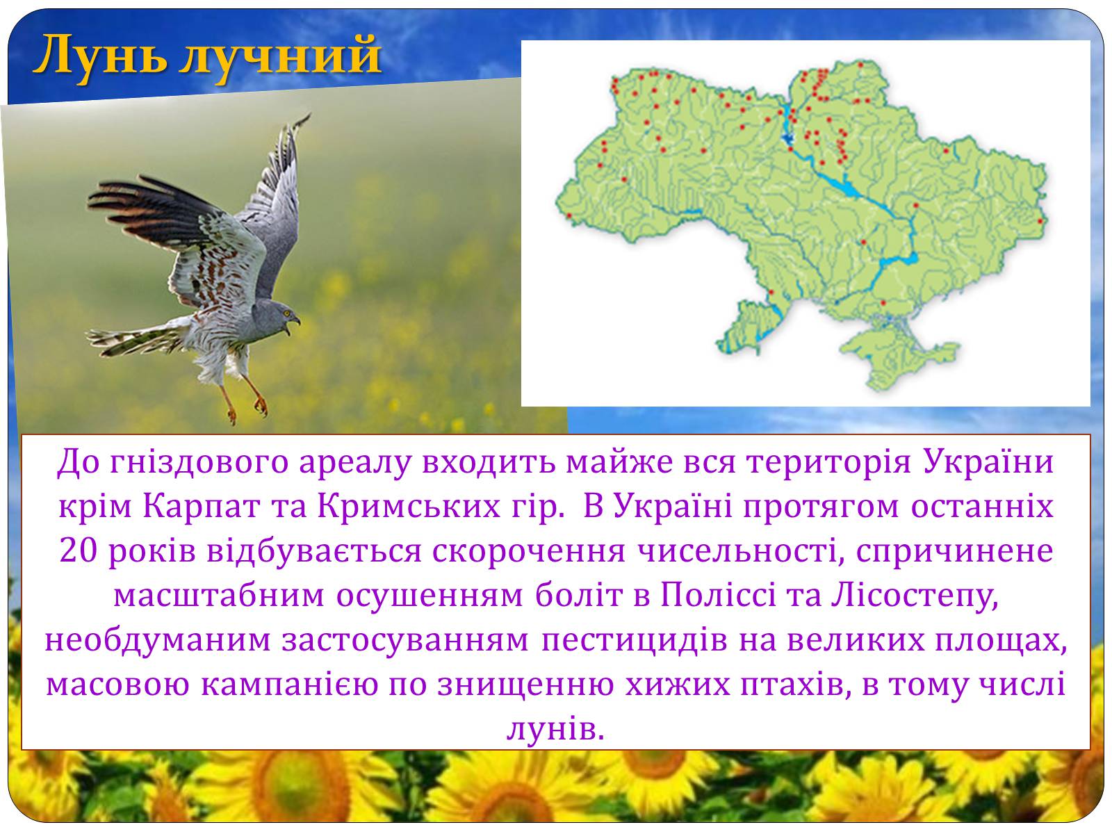 Презентація на тему «Птахи занесені до Червоної книги України» - Слайд #24