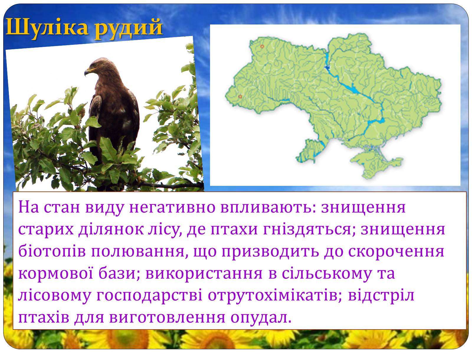 Презентація на тему «Птахи занесені до Червоної книги України» - Слайд #26