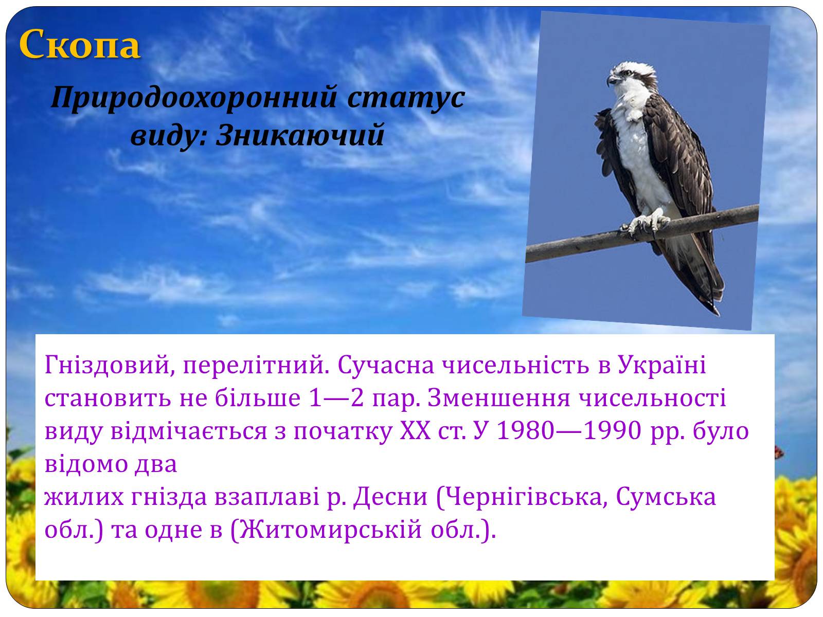 Презентація на тему «Птахи занесені до Червоної книги України» - Слайд #28