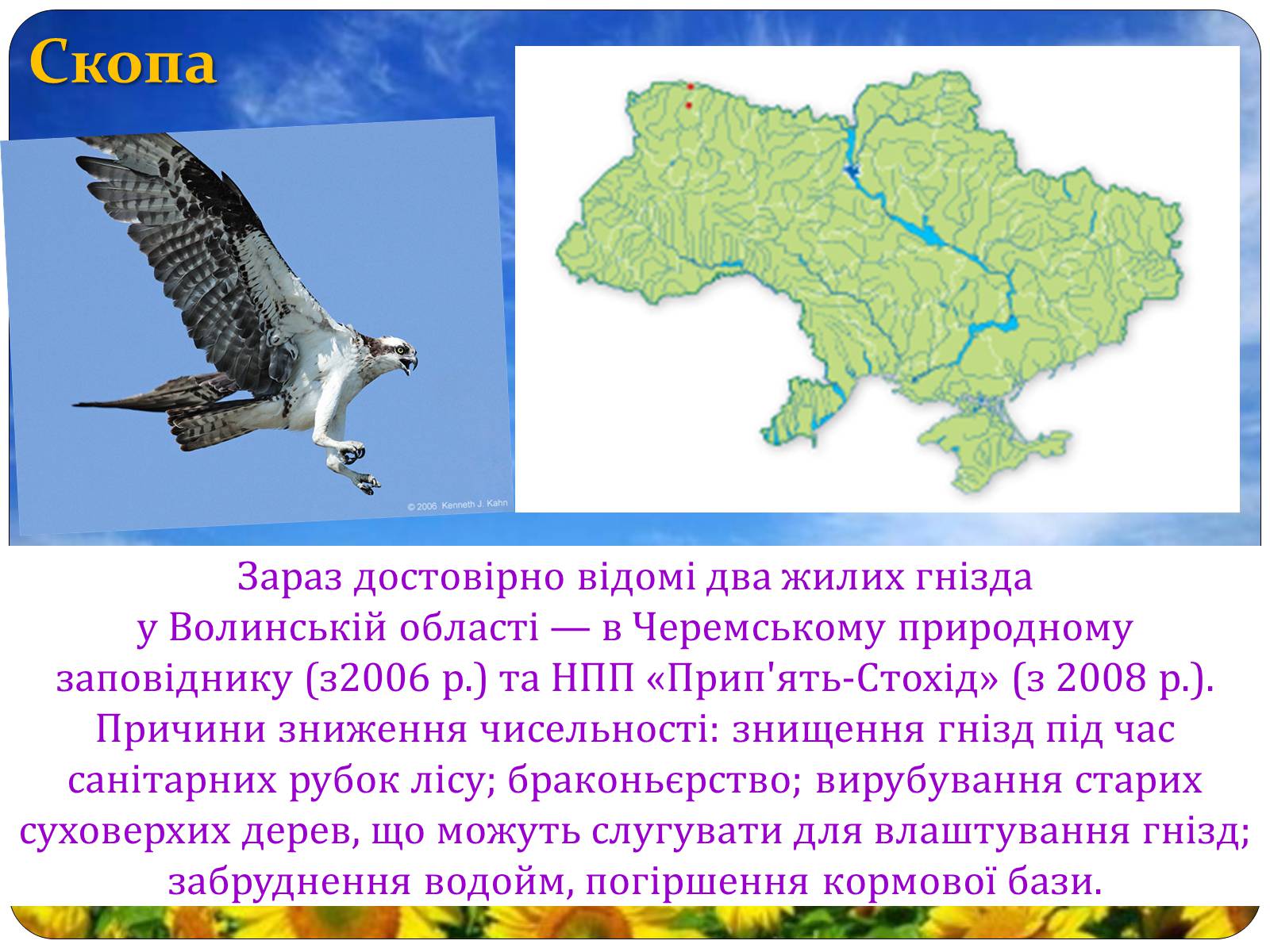 Презентація на тему «Птахи занесені до Червоної книги України» - Слайд #29