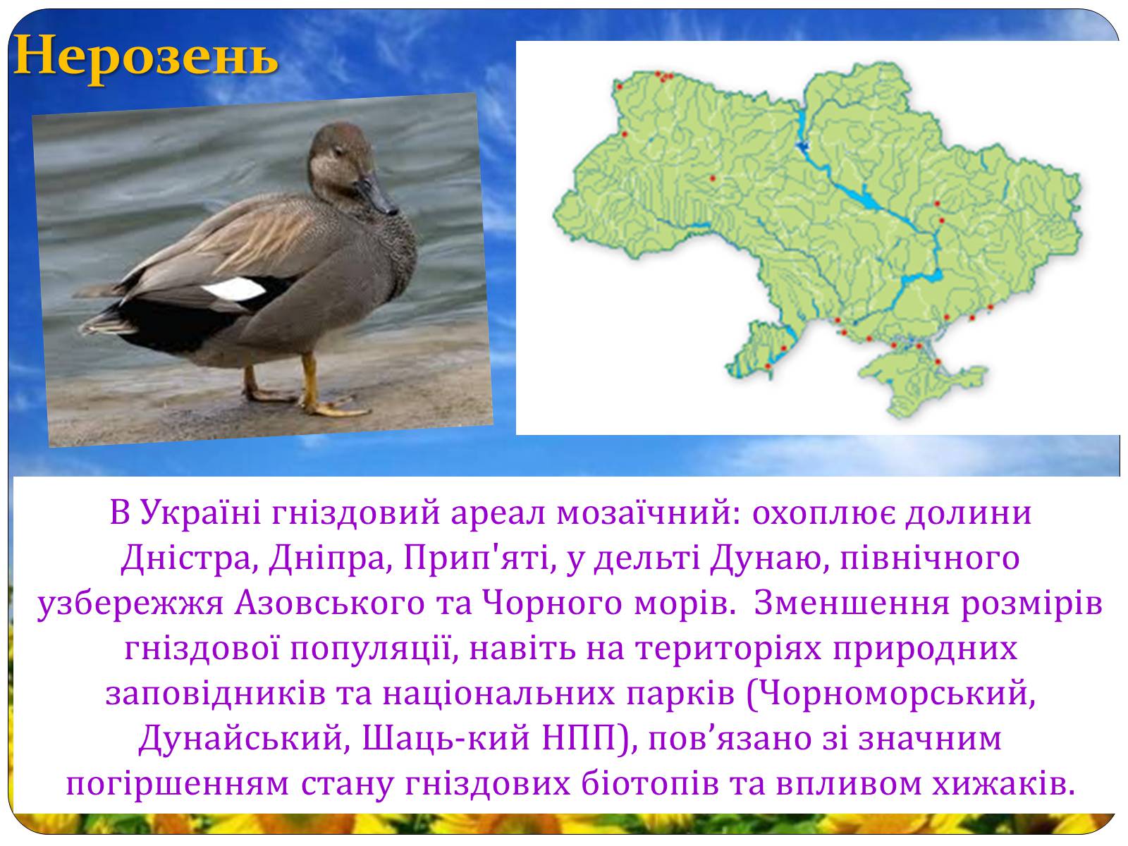 Презентація на тему «Птахи занесені до Червоної книги України» - Слайд #30