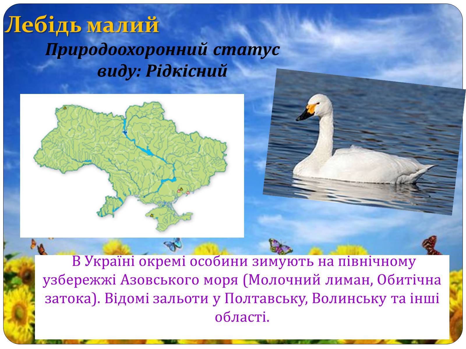 Презентація на тему «Птахи занесені до Червоної книги України» - Слайд #32