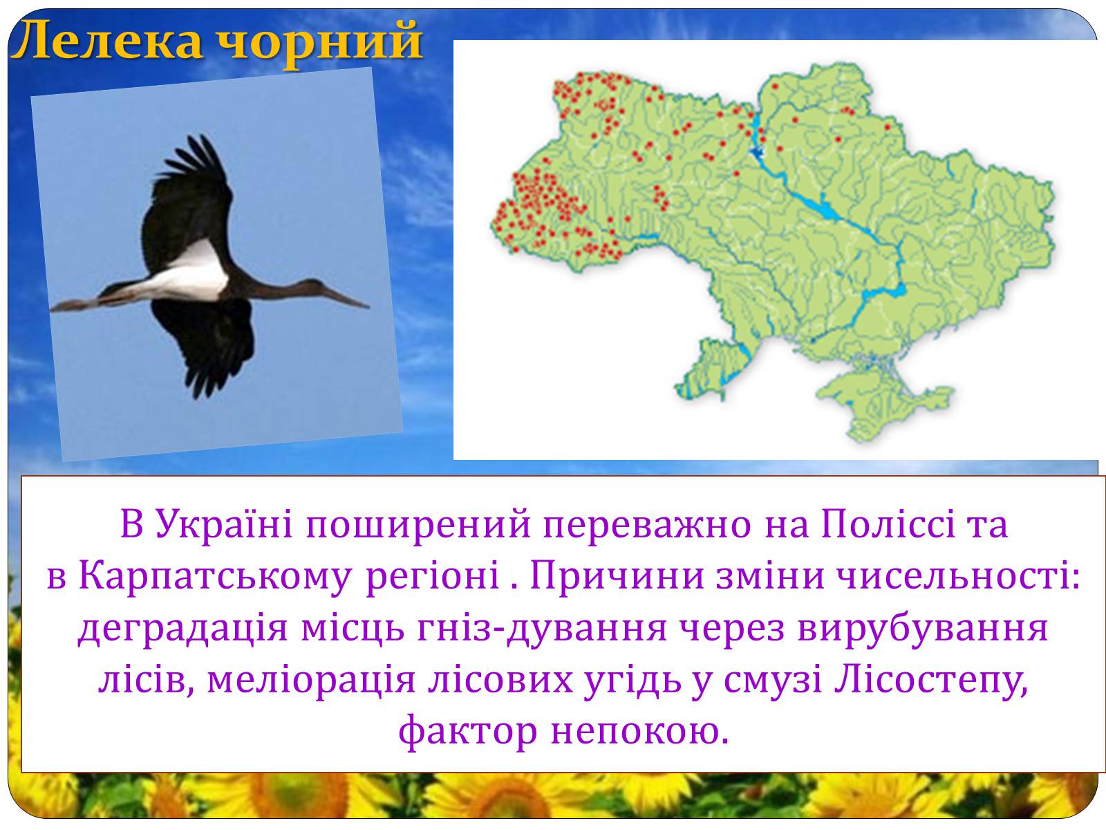 Презентація на тему «Птахи занесені до Червоної книги України» - Слайд #33