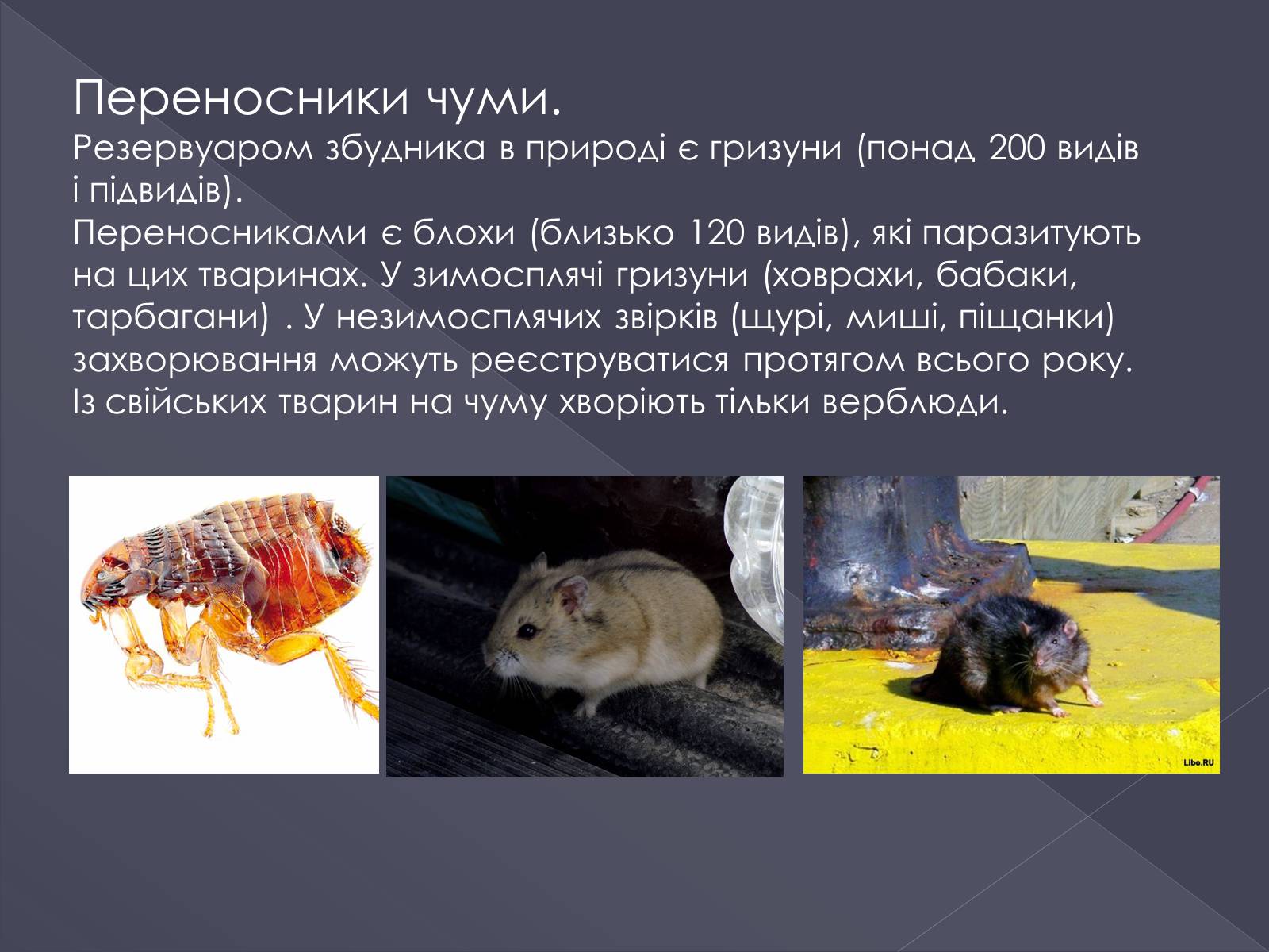 Презентація на тему «Вірусні хвороби тварин» - Слайд #9
