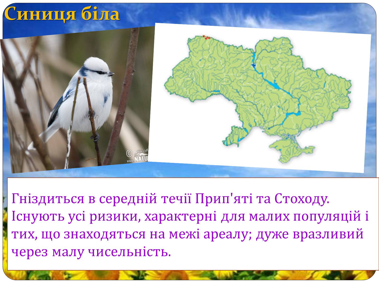 Презентація на тему «Птахи занесені до Червоної книги України» - Слайд #35