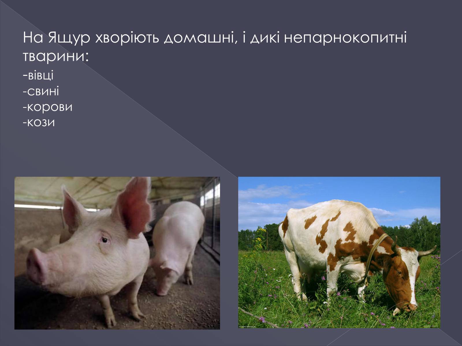 Презентація на тему «Вірусні хвороби тварин» - Слайд #12