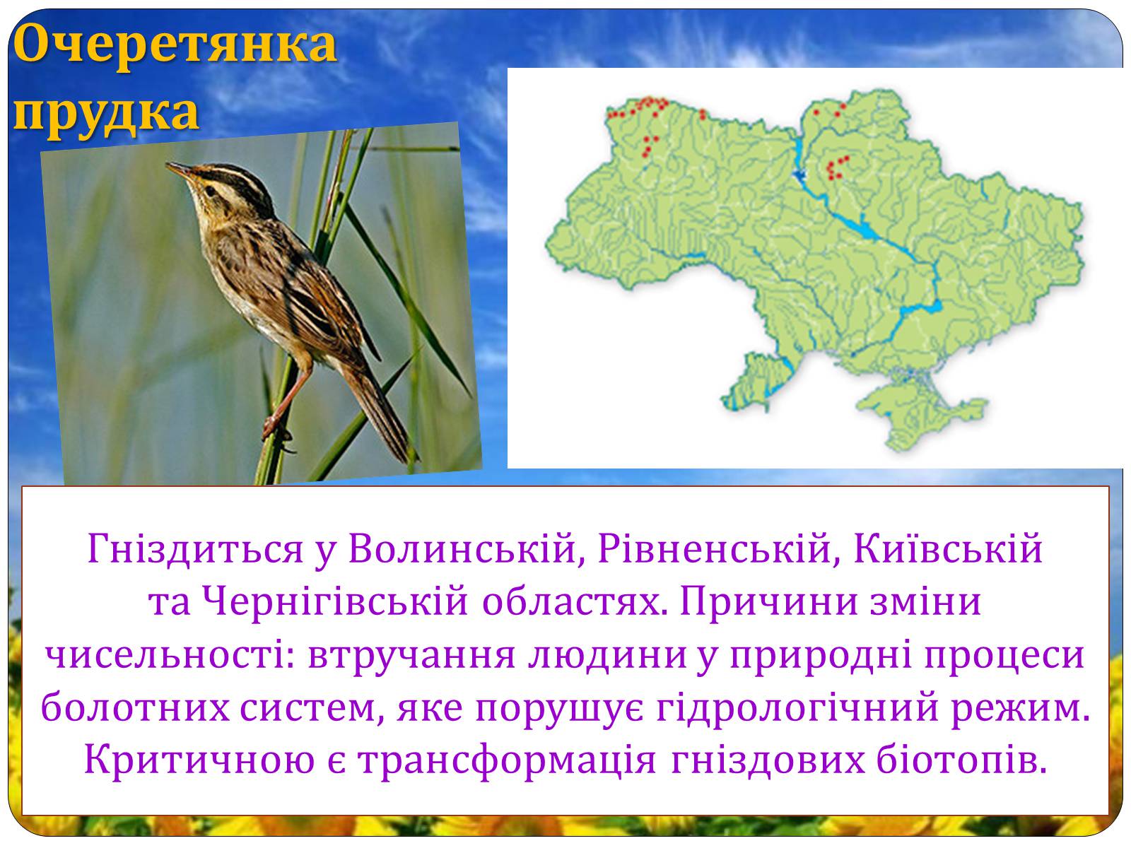 Презентація на тему «Птахи занесені до Червоної книги України» - Слайд #37