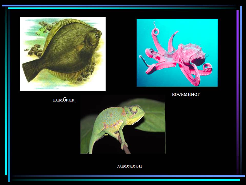Презентація на тему «Основні процеси життєдіяльності тварин» - Слайд #14