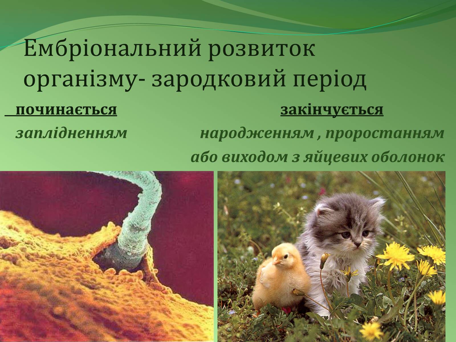 Презентація на тему «Етапи індивідуального розвитку організмів» - Слайд #7