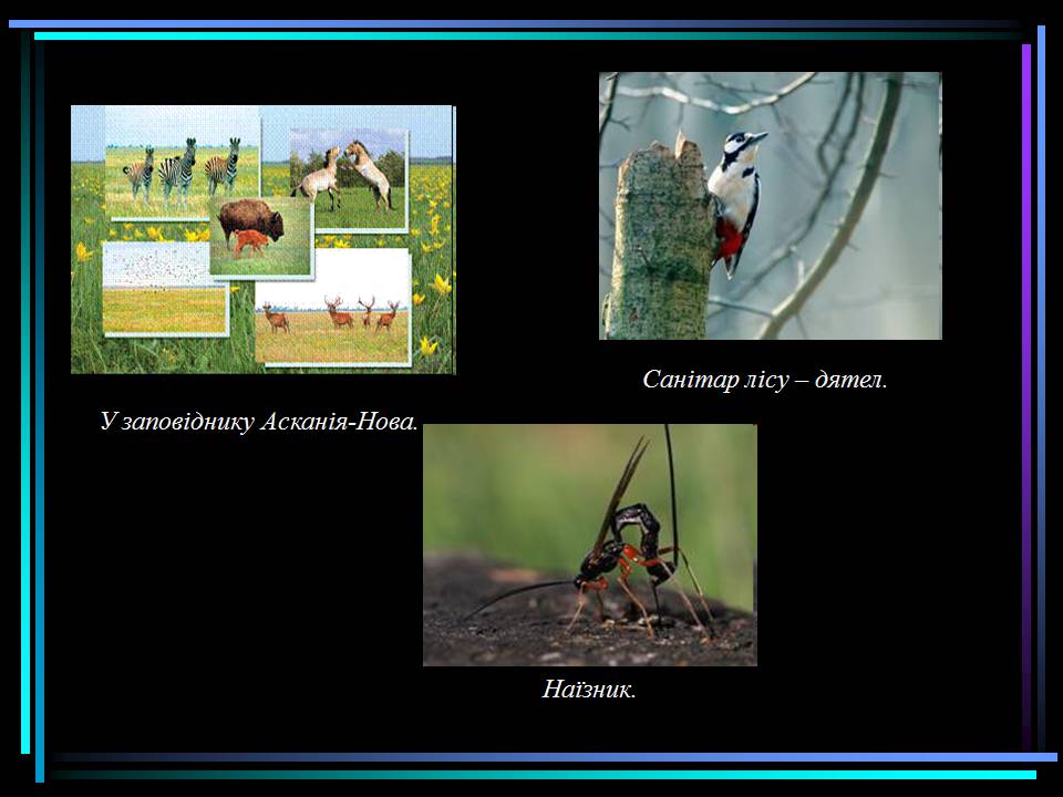 Презентація на тему «Основні процеси життєдіяльності тварин» - Слайд #20