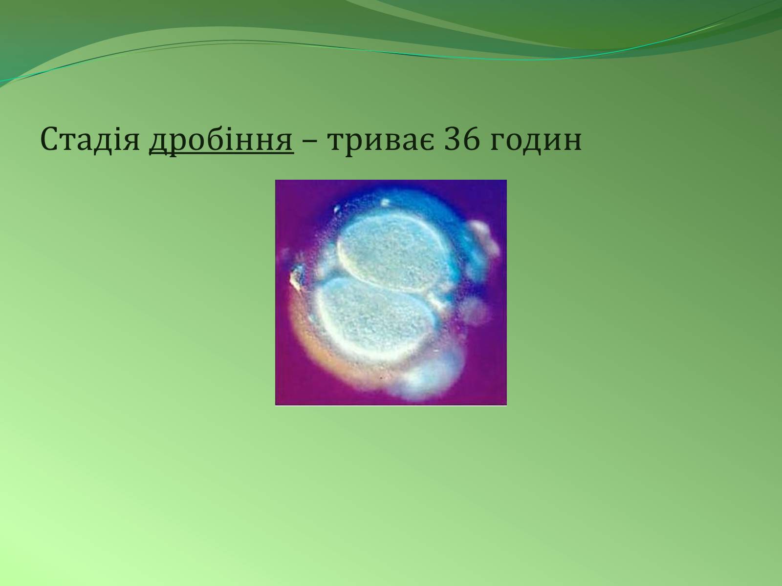 Презентація на тему «Етапи індивідуального розвитку організмів» - Слайд #10