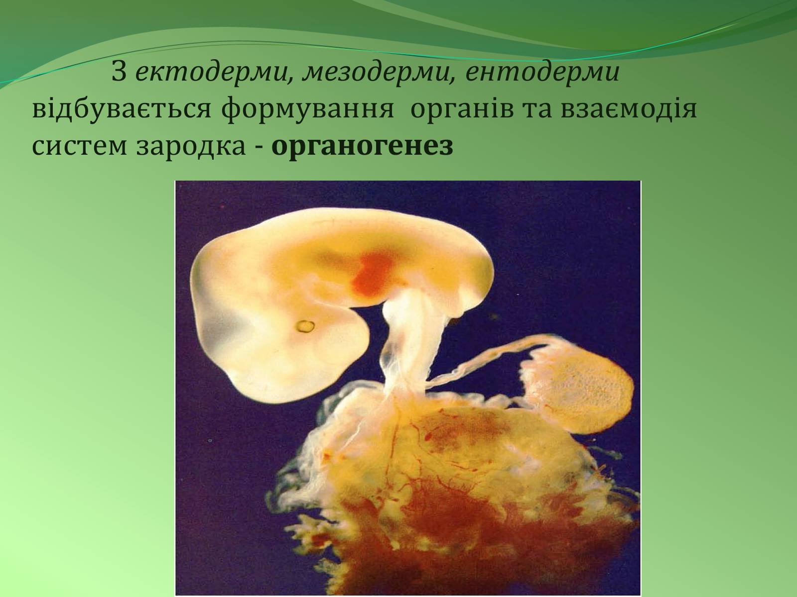 Презентація на тему «Етапи індивідуального розвитку організмів» - Слайд #12