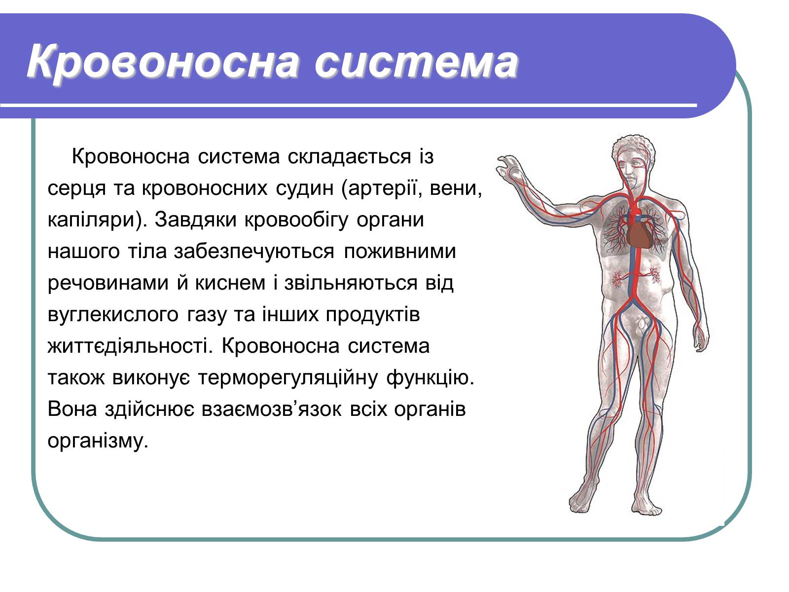 Презентація на тему «Фізіологічні та функціональні системи людини» - Слайд #5