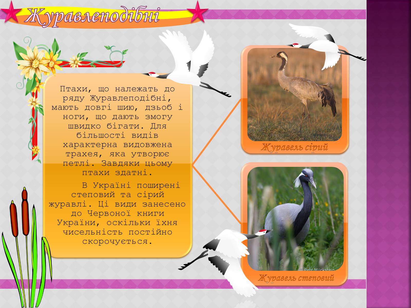 Презентація на тему «Різноманітність птахів» (варіант 3) - Слайд #10