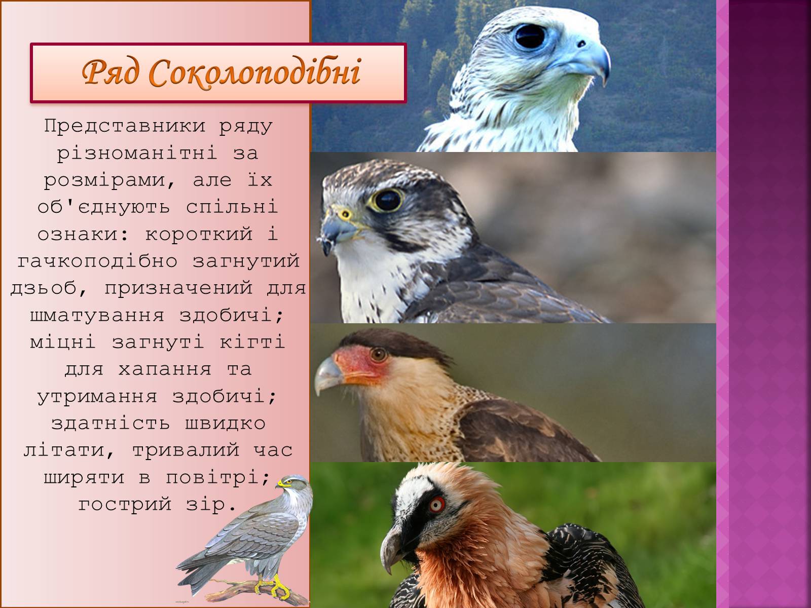Презентація на тему «Різноманітність птахів» (варіант 3) - Слайд #13