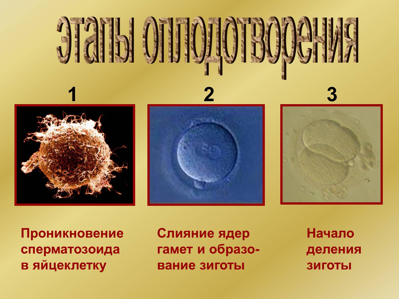 Процесс слияния спермиев с яйцеклеткой. Зигота это оплодотворенная яйцеклетка. Этапы оплодотворения. Этапы оплодотворения яйцеклетки. Стадии процесса оплодотворения.