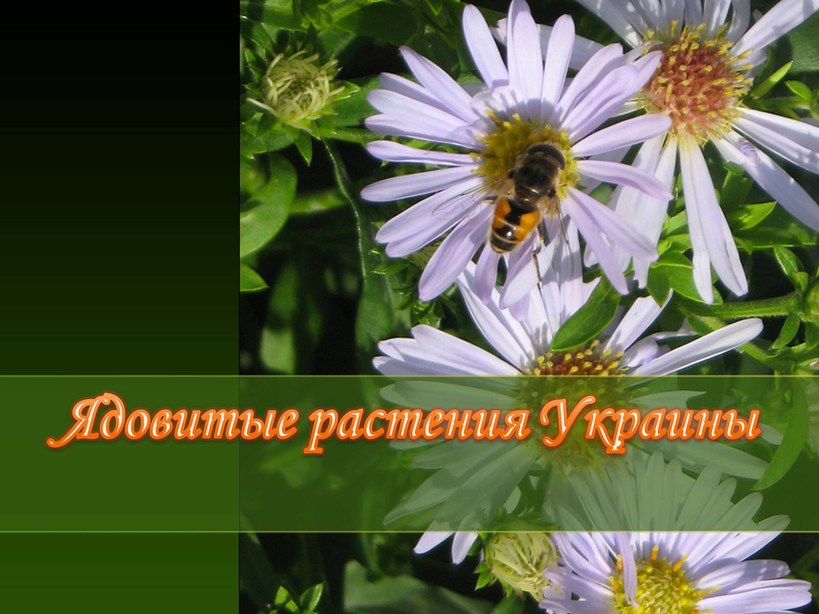 Презентація на тему «Ядовитые растения Украины» - Слайд #1