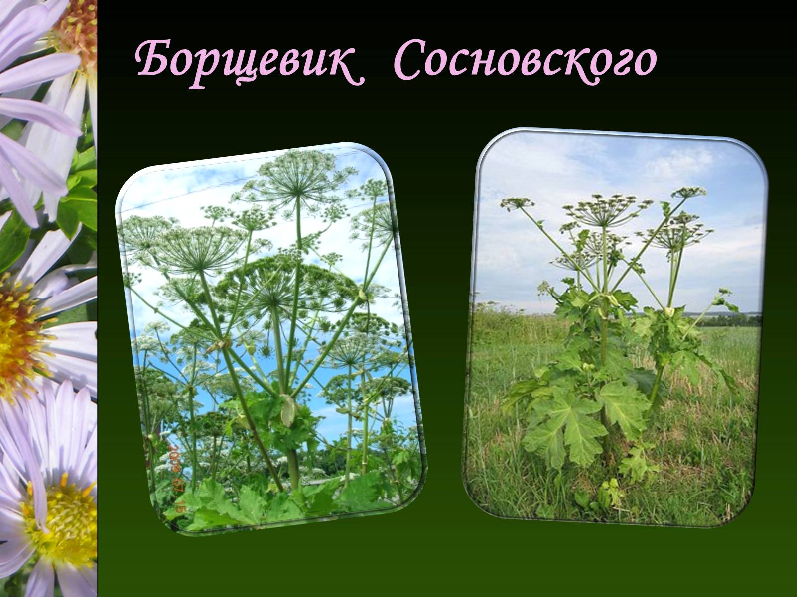 Презентація на тему «Ядовитые растения Украины» - Слайд #3