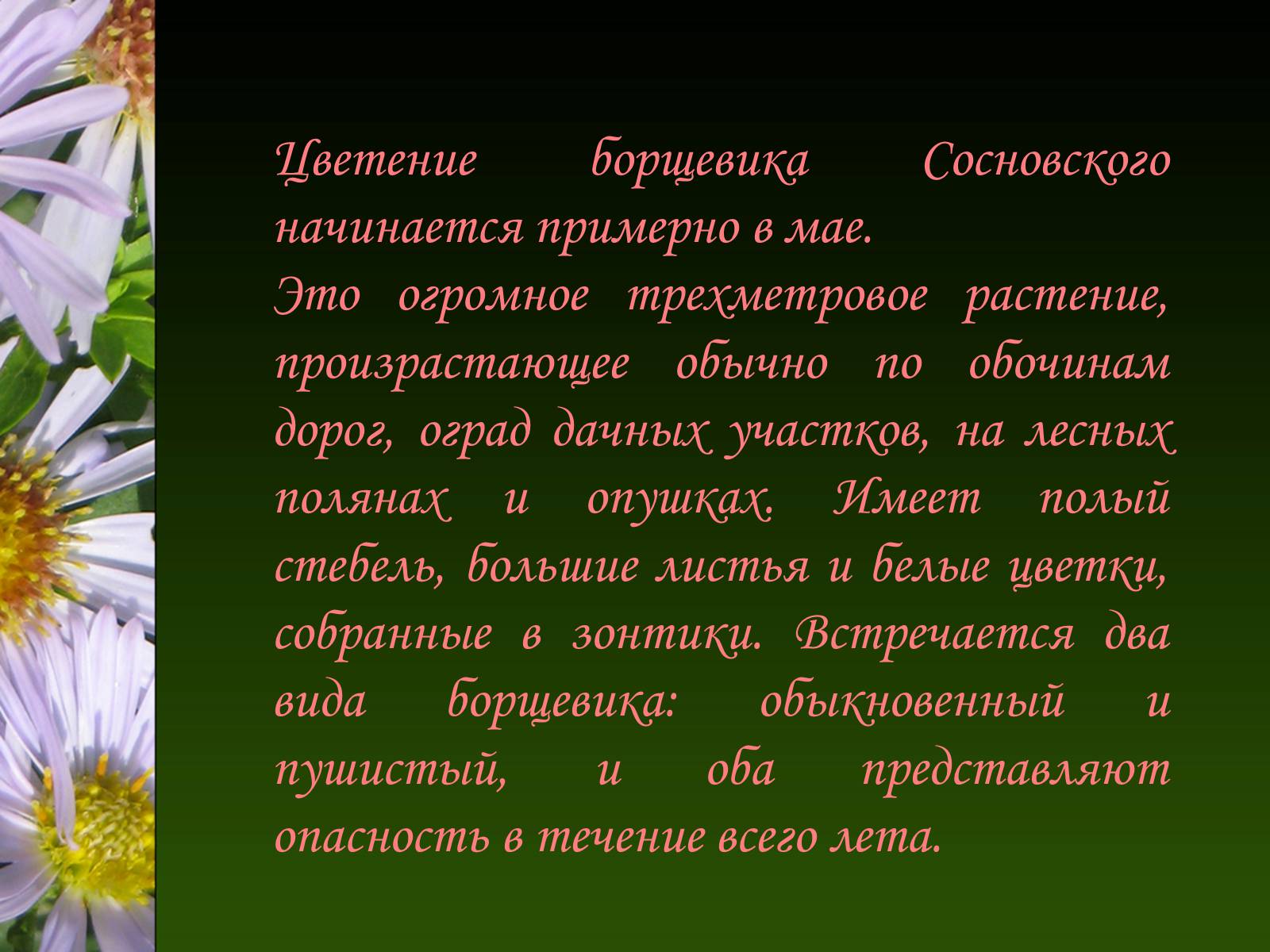 Презентація на тему «Ядовитые растения Украины» - Слайд #4