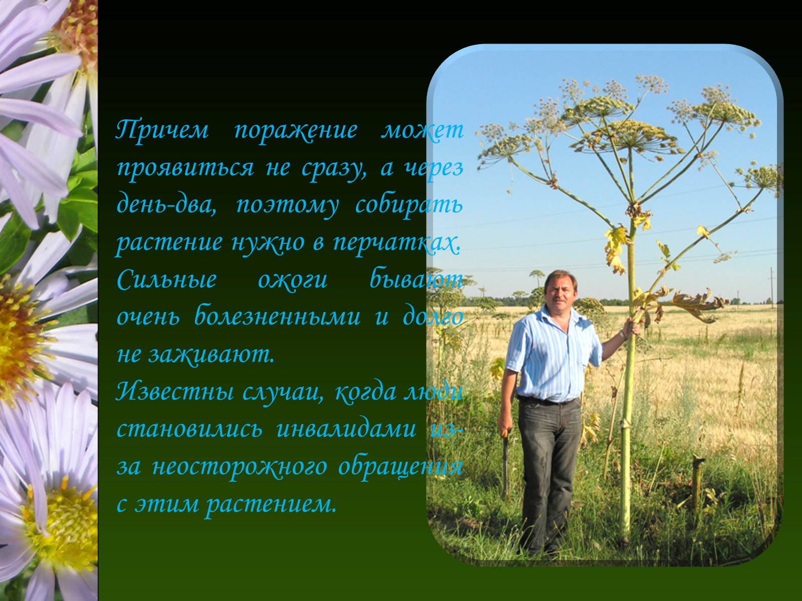 Презентація на тему «Ядовитые растения Украины» - Слайд #6
