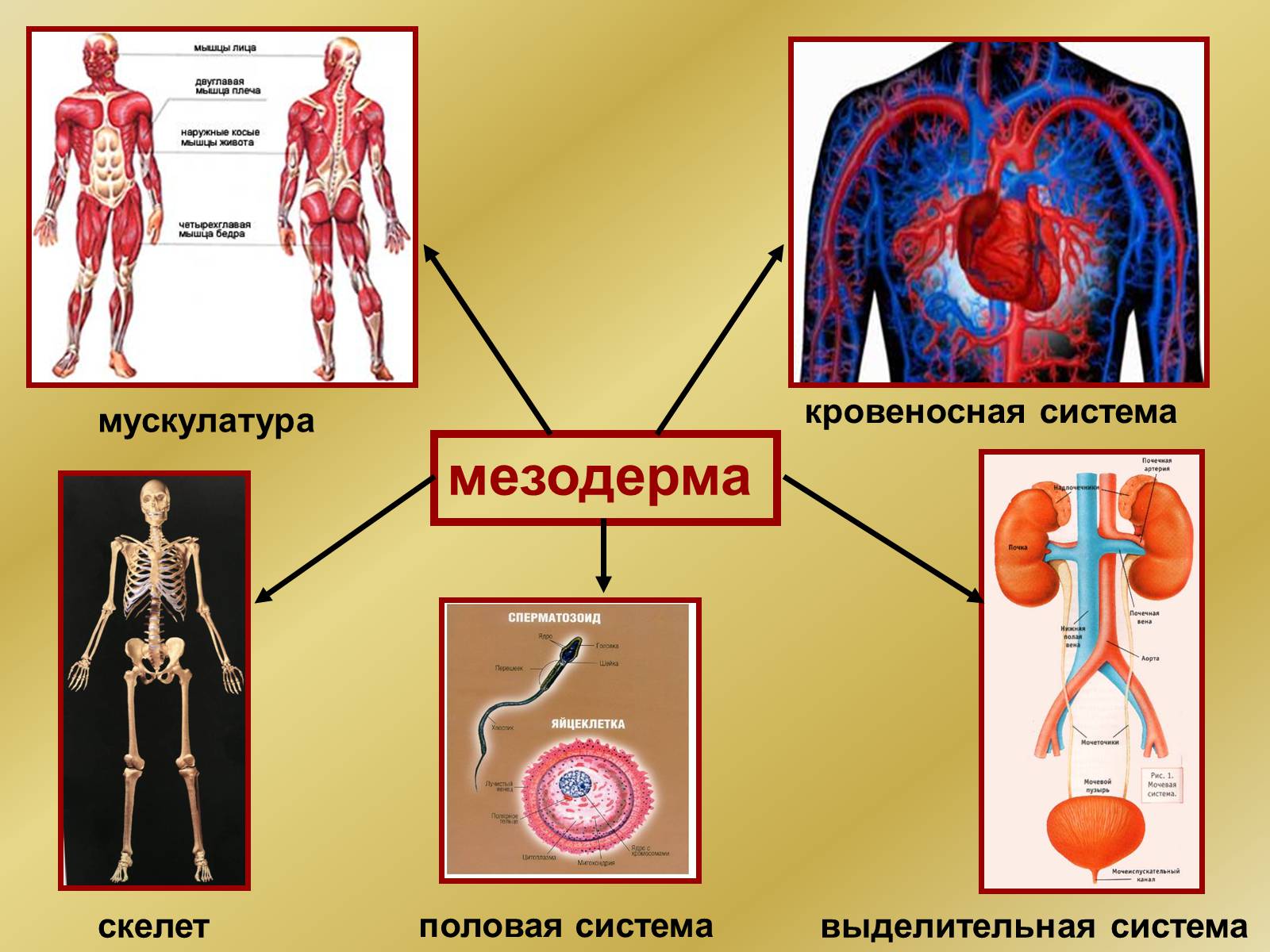 Мезодерма какая система. Мезодерма. Скелетная мускулатура мезодерма. Ткани из мезодермы. Кровь развивается из мезодермы.
