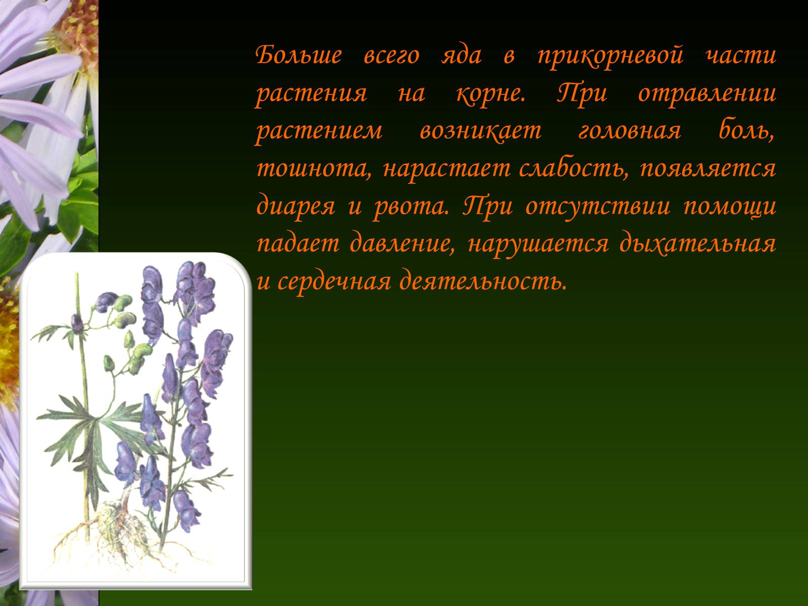 Презентація на тему «Ядовитые растения Украины» - Слайд #15