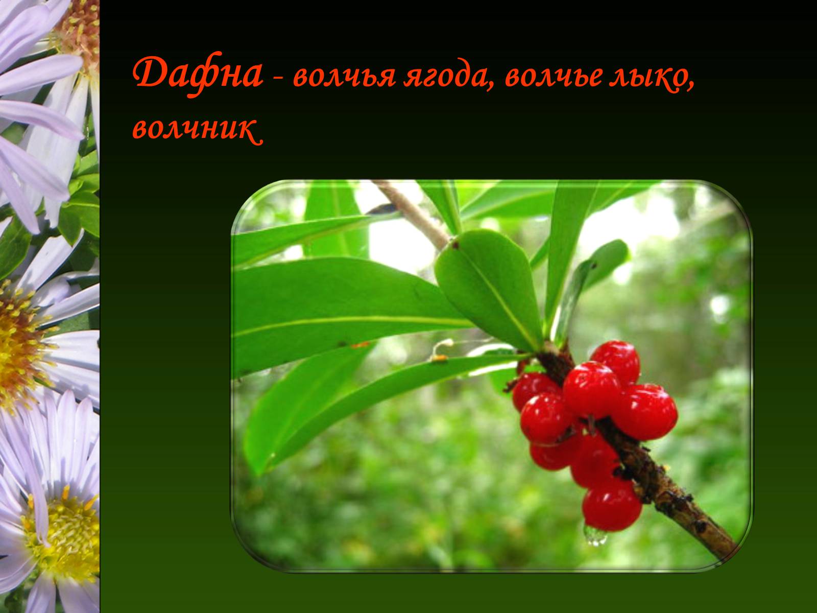 Презентація на тему «Ядовитые растения Украины» - Слайд #16