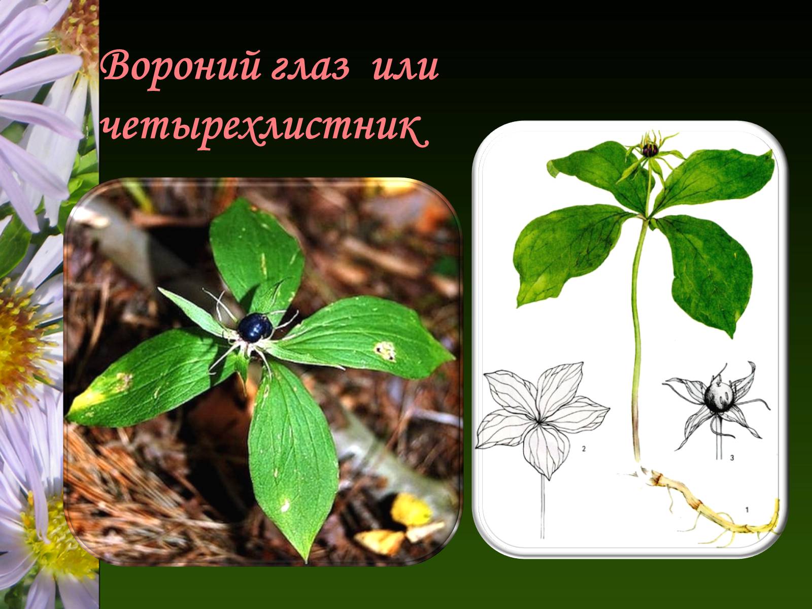 Презентація на тему «Ядовитые растения Украины» - Слайд #19