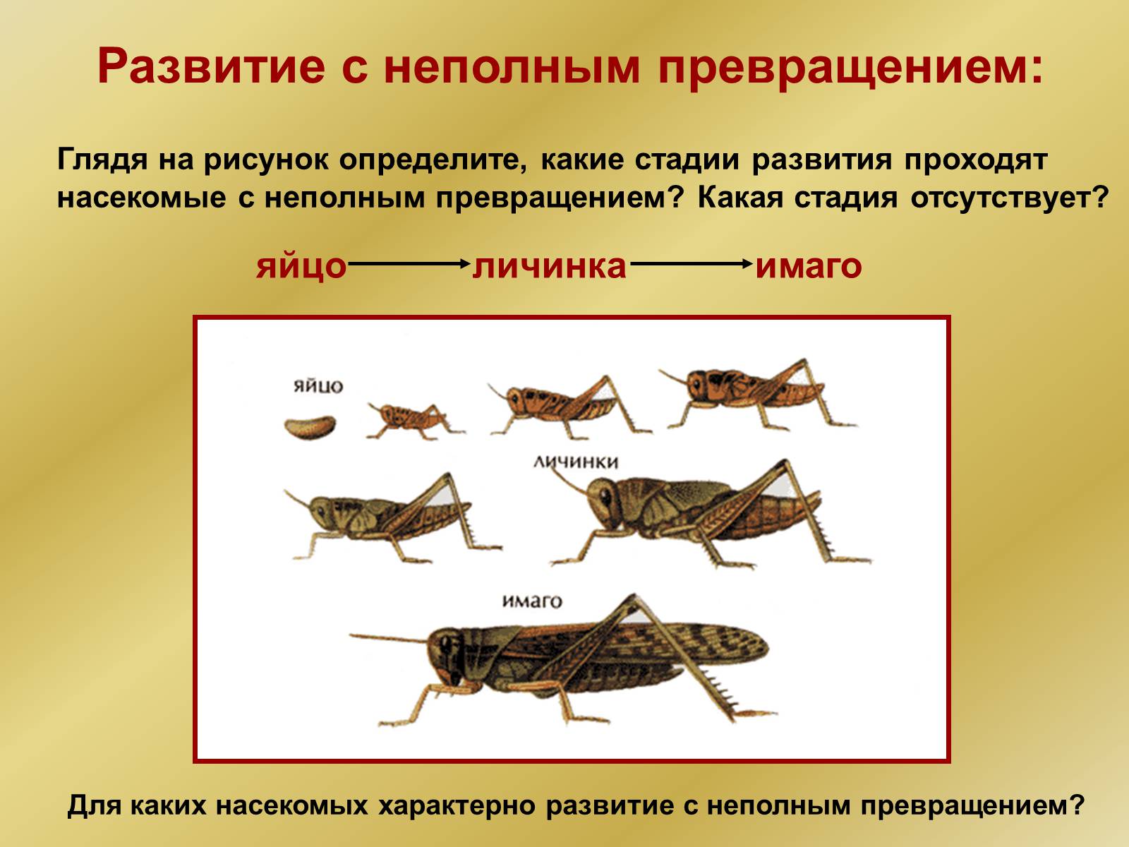 Для каких насекомых характерно развитие с неполным превращением