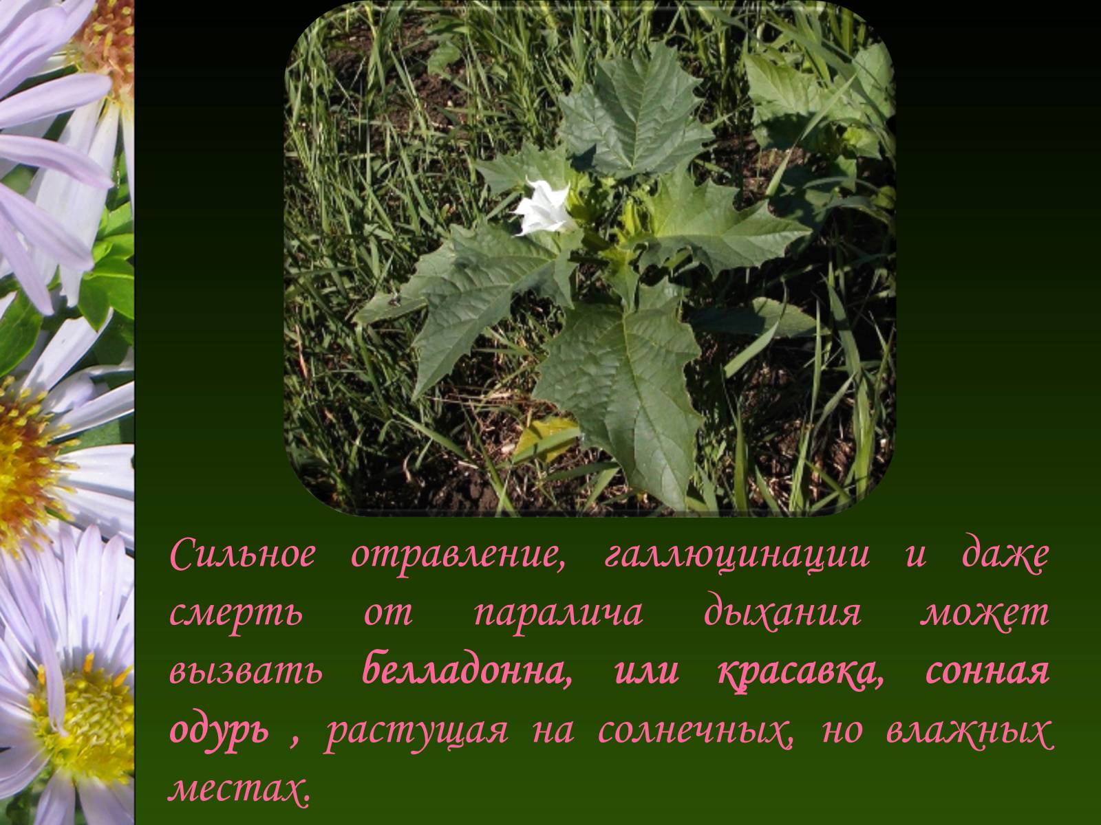 Презентація на тему «Ядовитые растения Украины» - Слайд #21