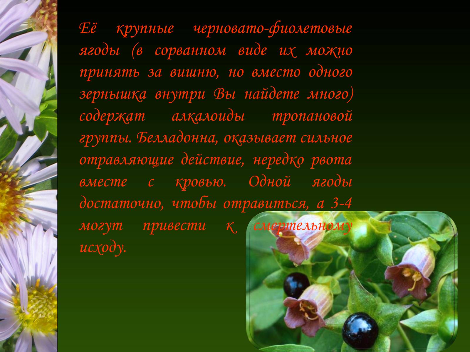Презентація на тему «Ядовитые растения Украины» - Слайд #22
