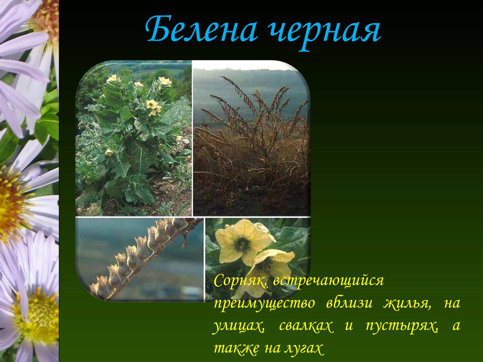 Презентація на тему «Ядовитые растения Украины» - Слайд #23