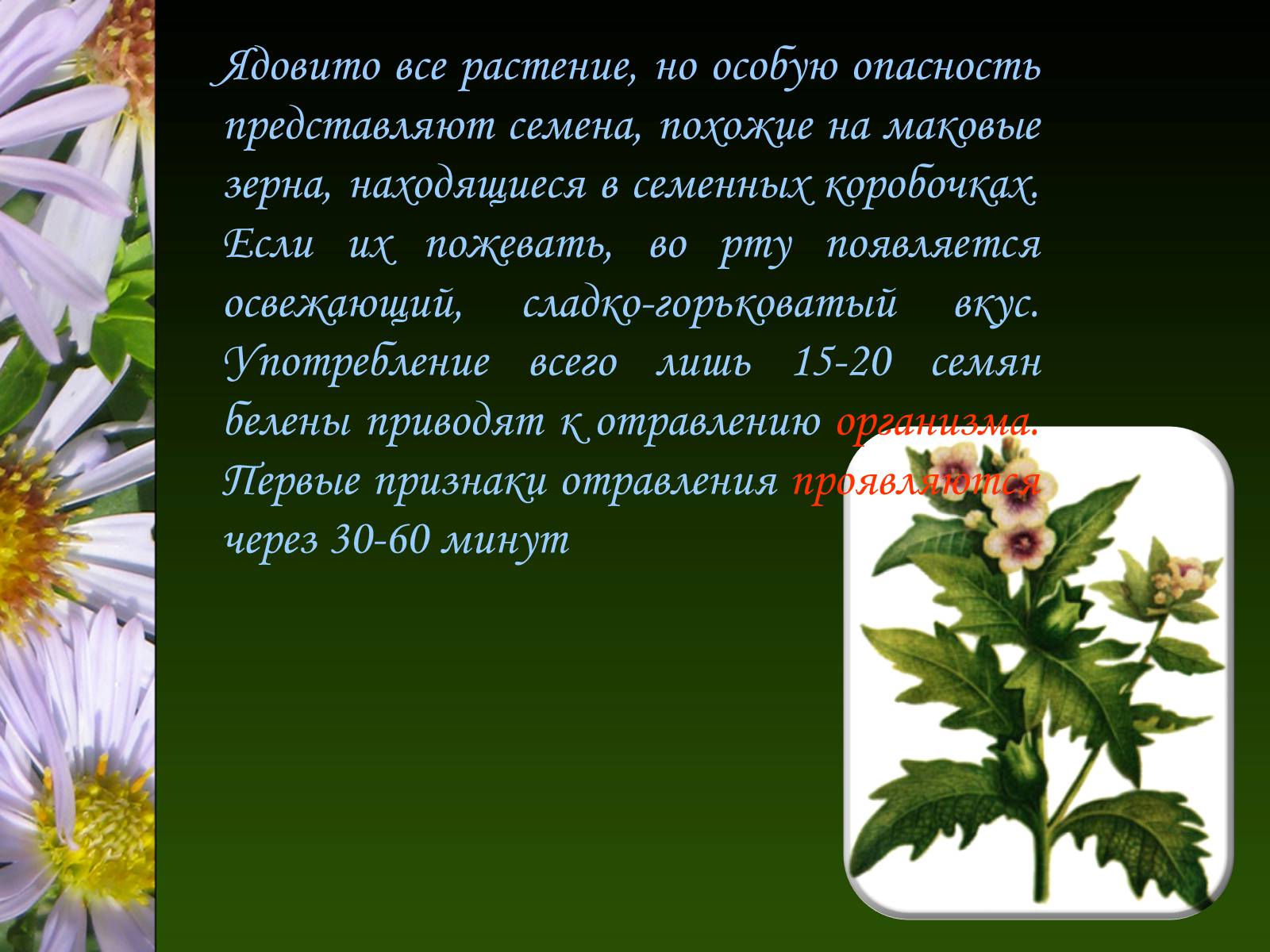 Презентація на тему «Ядовитые растения Украины» - Слайд #24