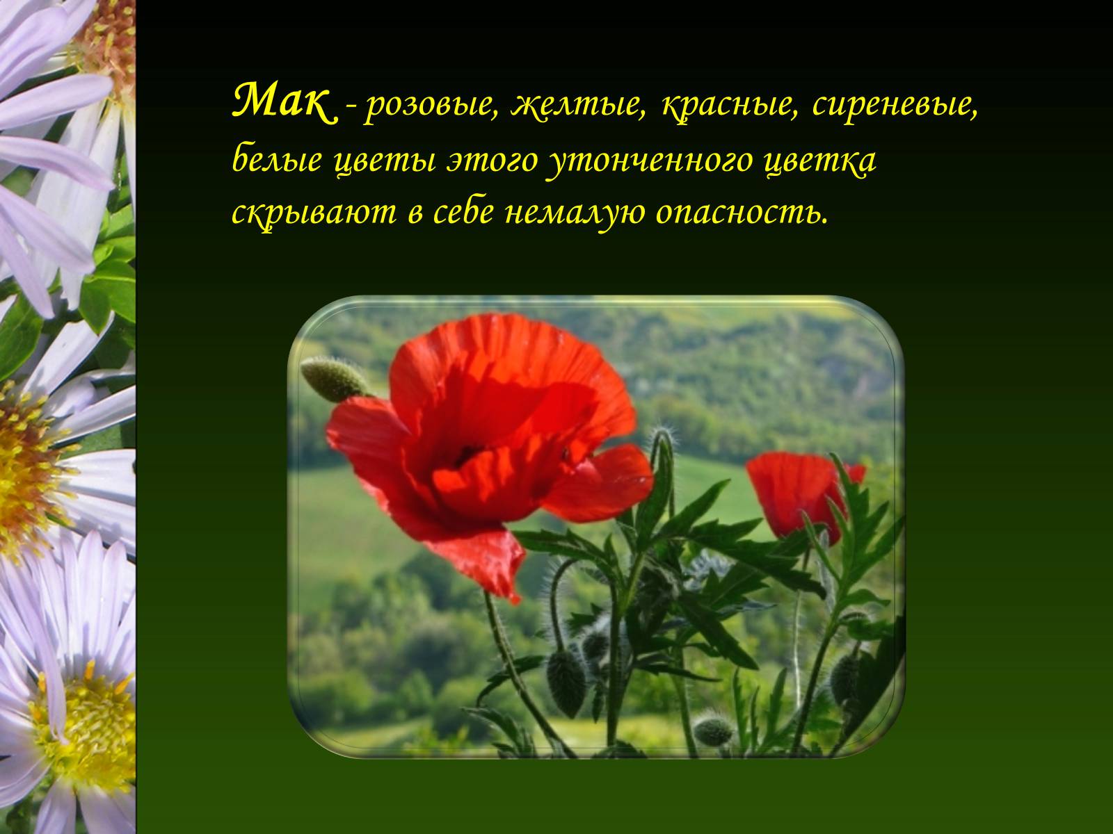 Презентація на тему «Ядовитые растения Украины» - Слайд #26