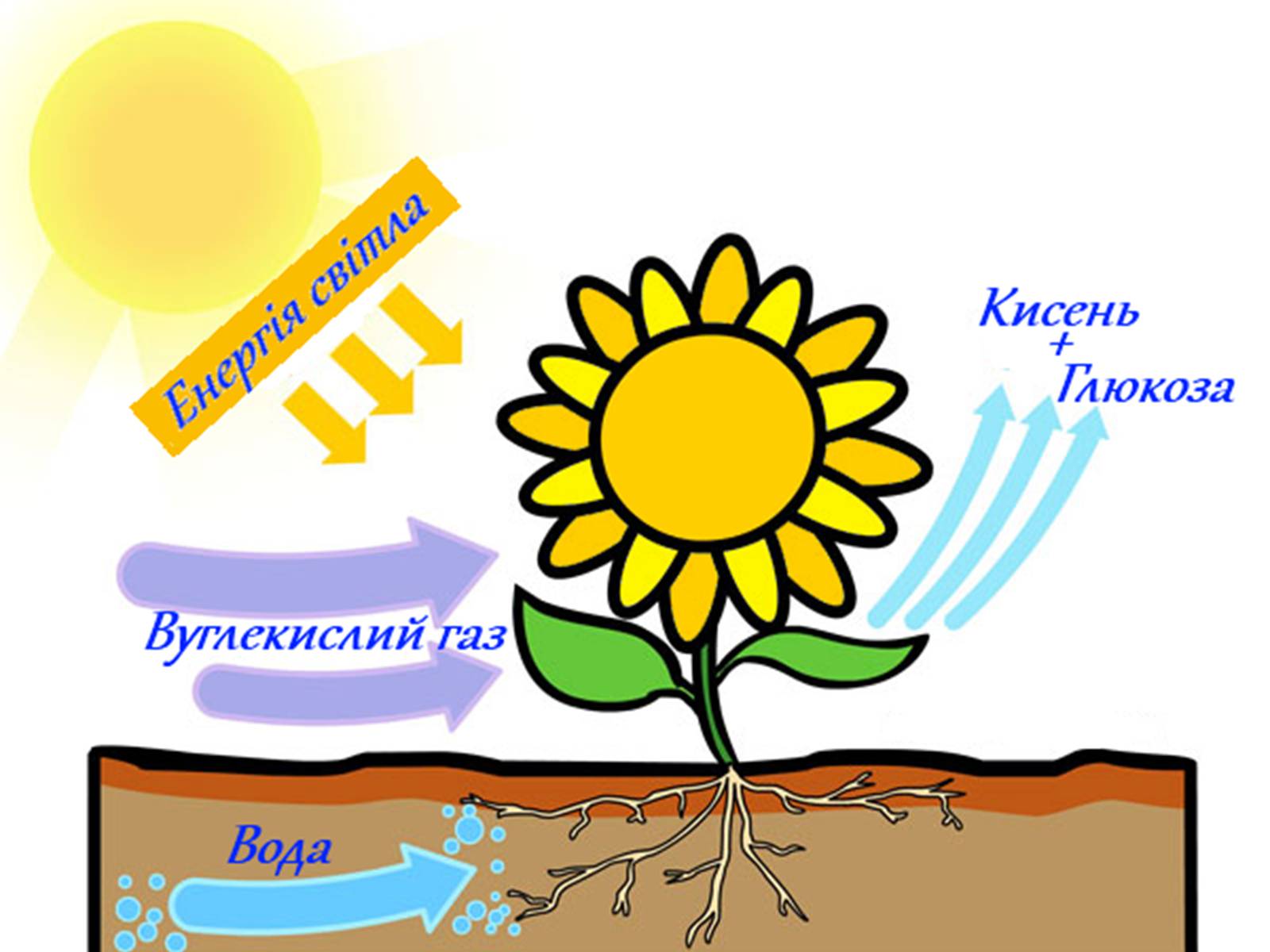Фотосинтез для детей
