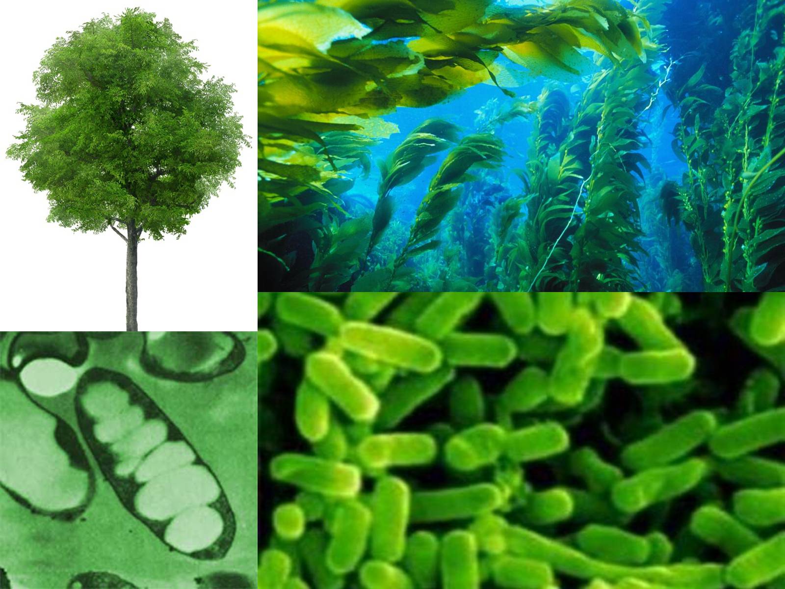 Организмы способные к фотосинтезу называют. Автотрофные бактерии фотосинтезирующие. Фотосинтез у автотрофных бактерий. Автотрофы цианобактерии водоросли. Автотрофные бактерии фотоавтотрофы.