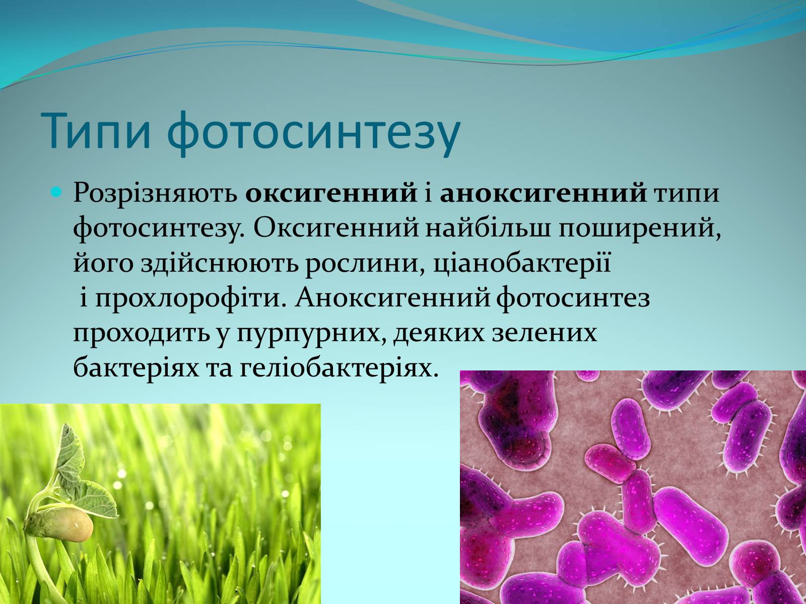 Презентація на тему «Фотосинтез» (варіант 9) - Слайд #5