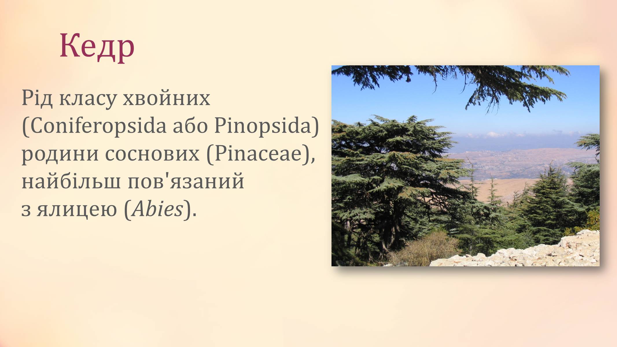 Презентація на тему «Рослини палеозойської ери» - Слайд #11