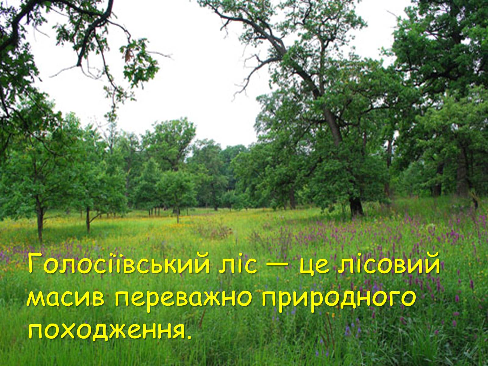 Презентація на тему «Національні парки України» - Слайд #9