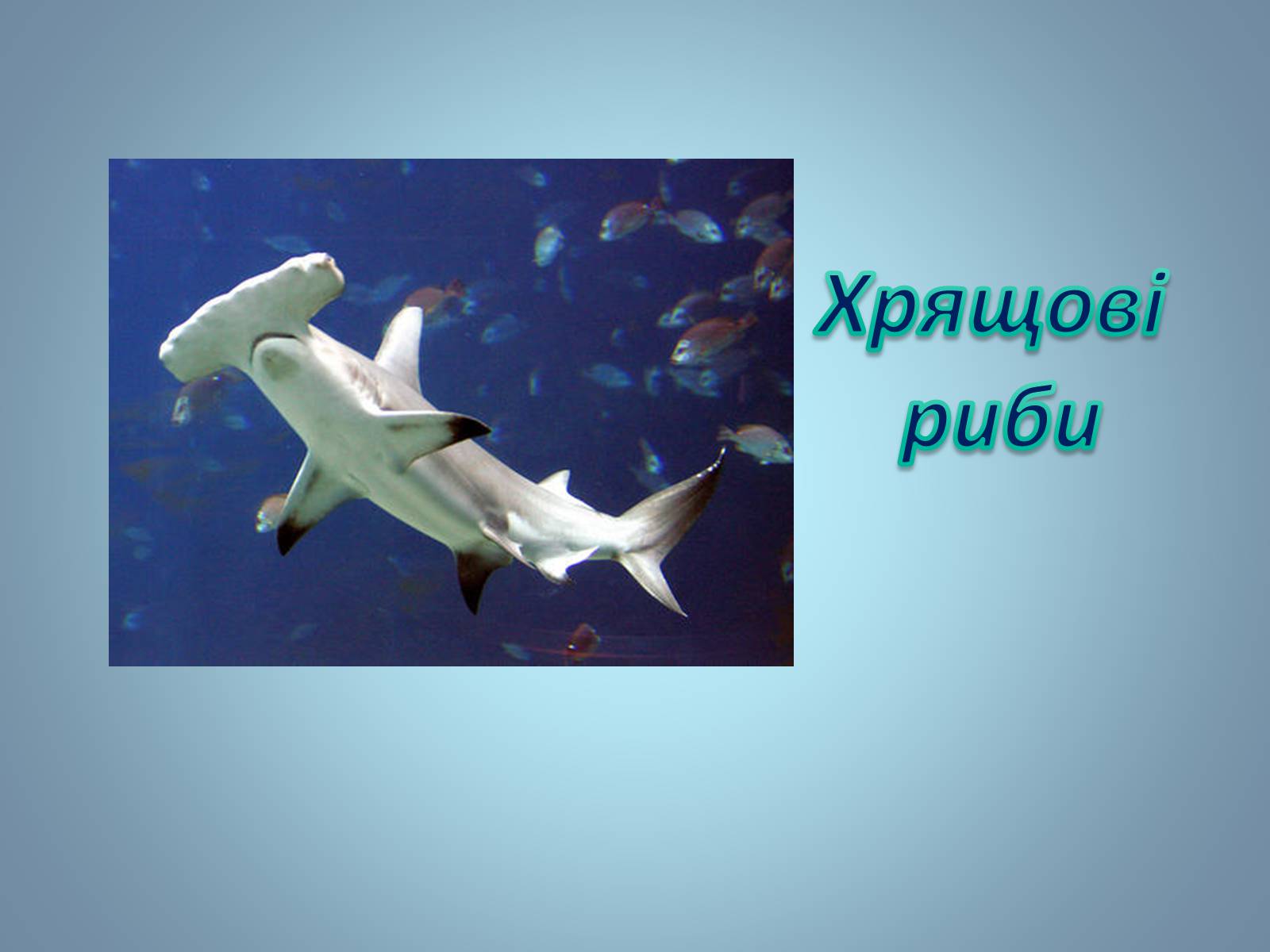 Презентація на тему «Хрящові риби» (варіант 2) - Слайд #1