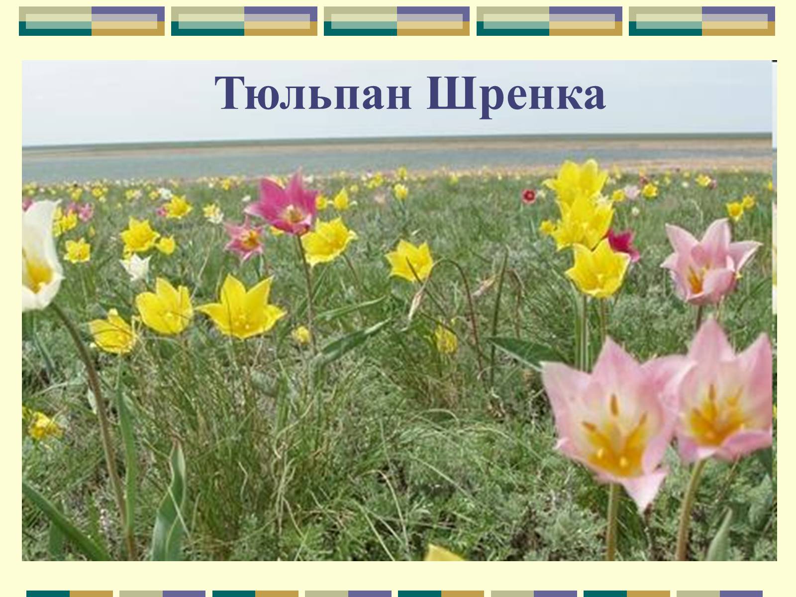 Тюльпан Шренка красная книга Астраханской области