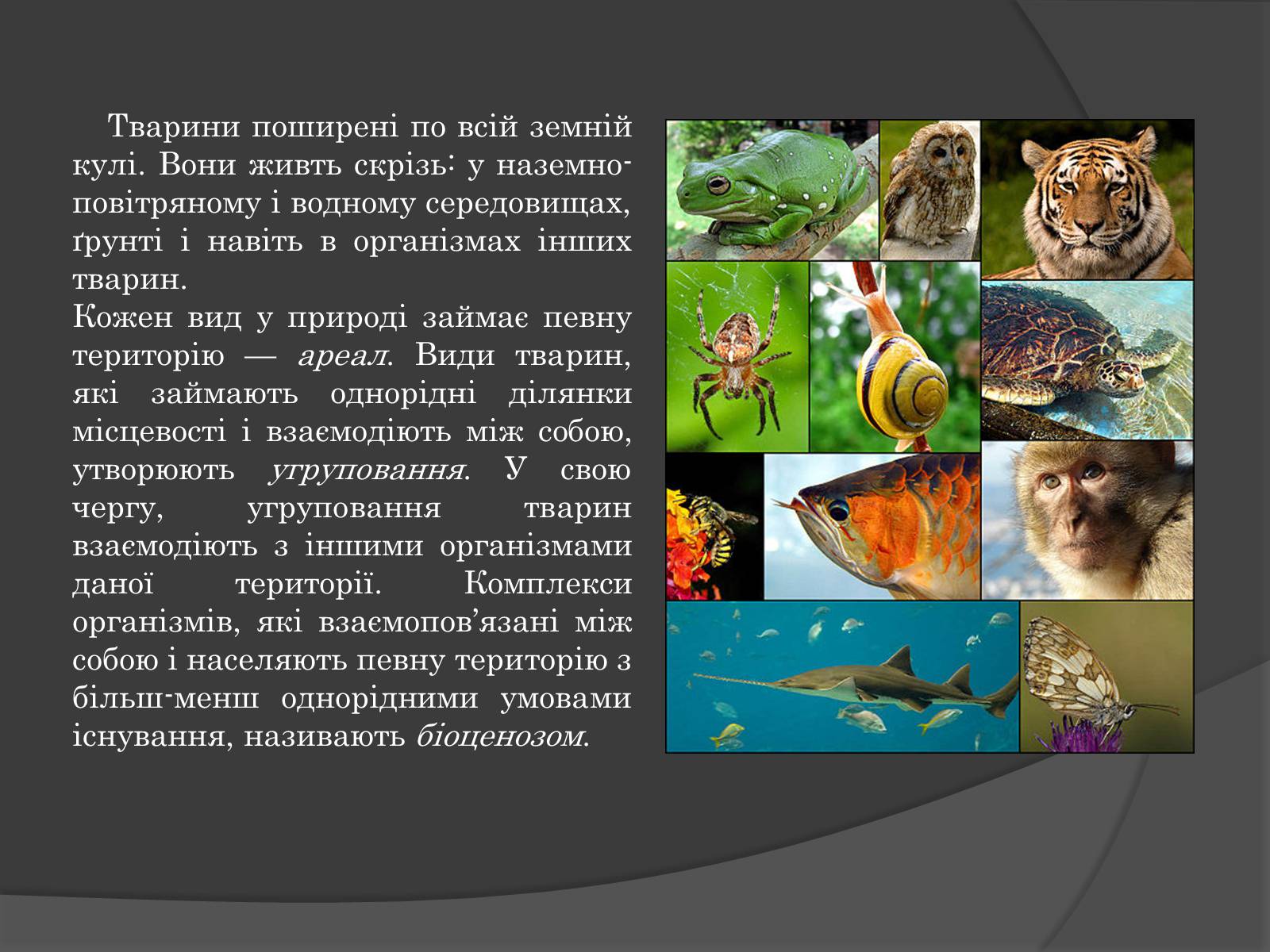 Презентація на тему «Вплив Генотипу і факторів середовища на тварин» - Слайд #3