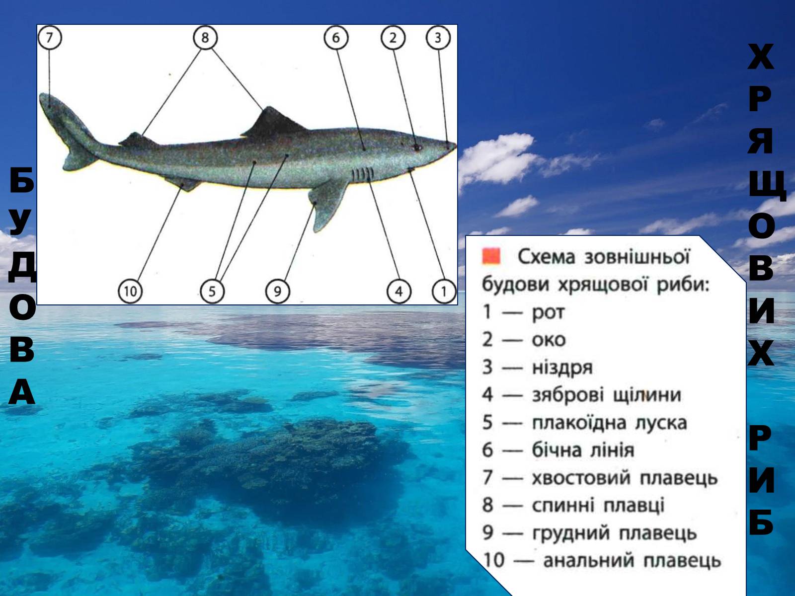 Презентація на тему «Хрящові риби» (варіант 2) - Слайд #8