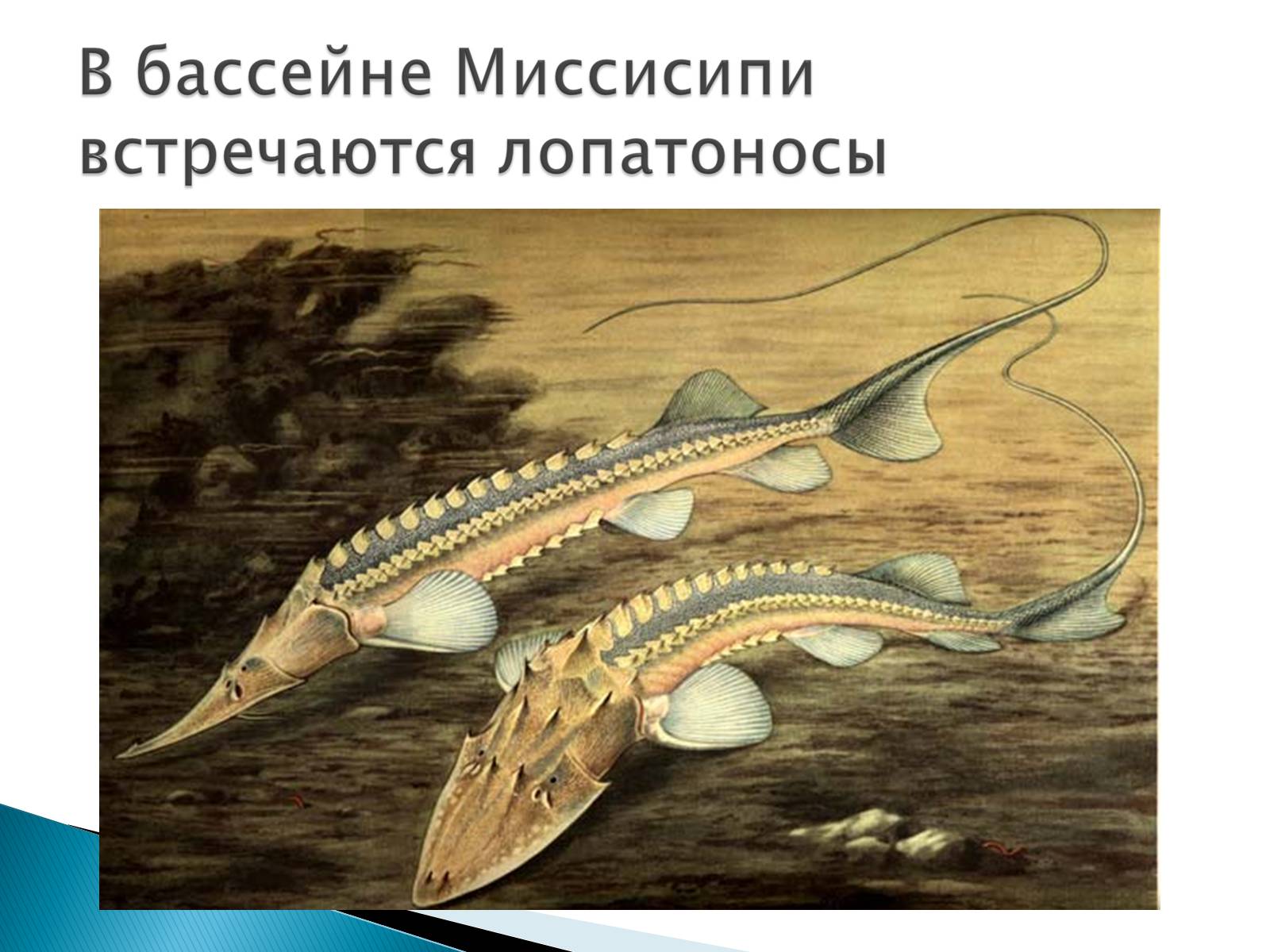 Презентація на тему «Костные рыбы» - Слайд #10
