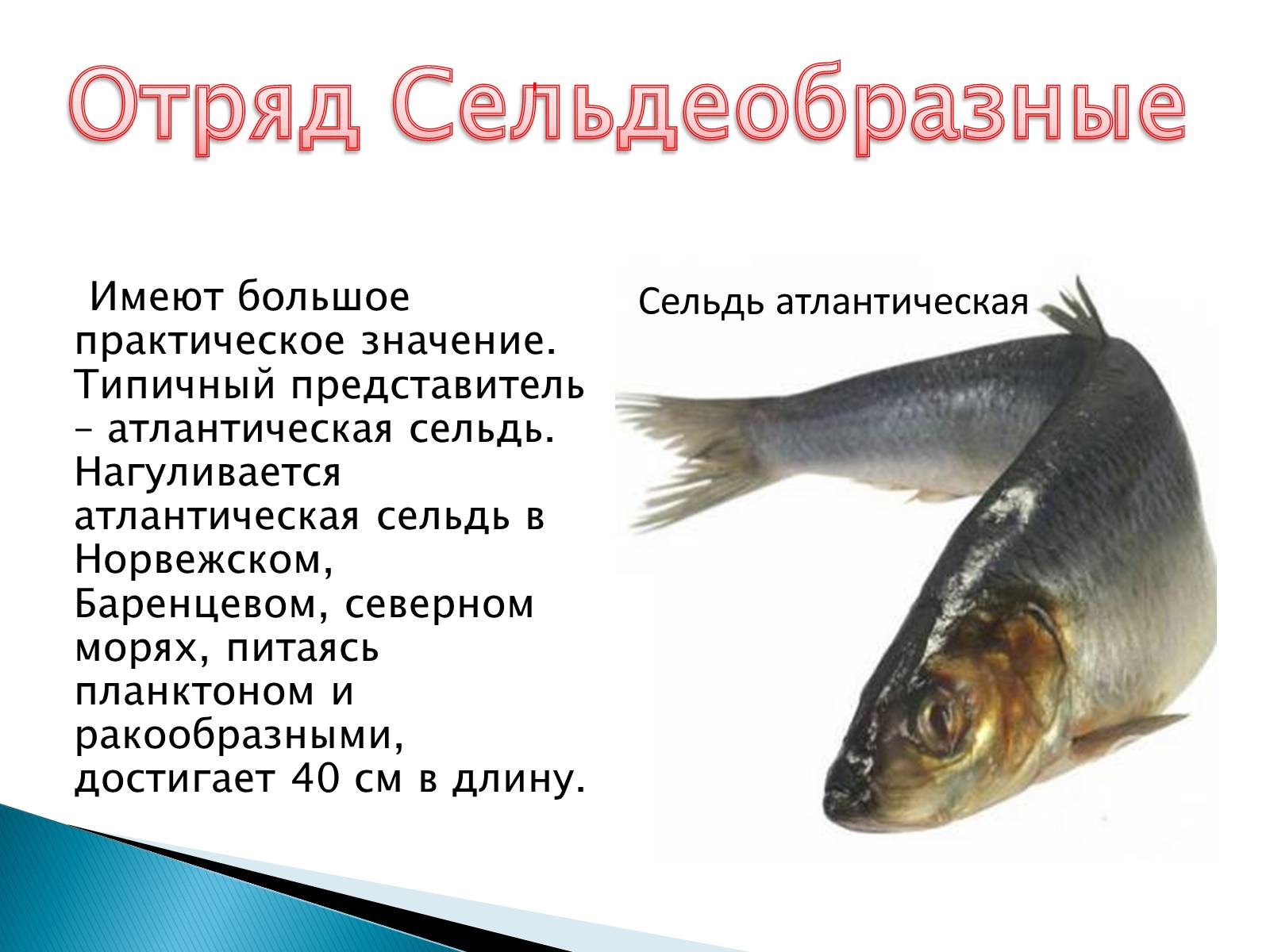 Презентація на тему «Костные рыбы» - Слайд #13